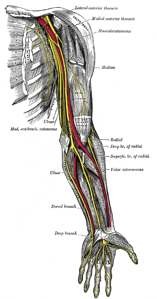 Public Domain via Wikimedia Commons -- https://en.wikipedia.org/wiki/Long_thoracic_nerve#/media/File:Nerves_of_the_left_upper_extremity.gif