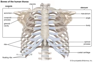 rib injuries