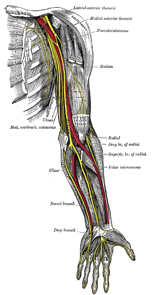 File:Supine position.gif - Wikimedia Commons